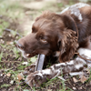 Veggiedent Dental Chews