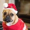Dog's Life Christmas Hat