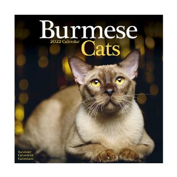 Calendar 2022 Burmese Cats 