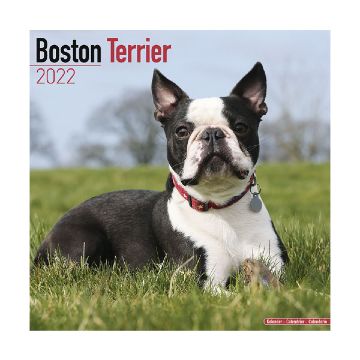 Calendar 2022 Boston Terrier