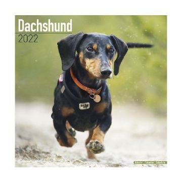Calendar 2022 Dachshund 