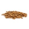 Dried Mealworms