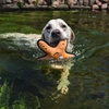 V-PET Starfish 