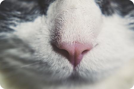 cat nose