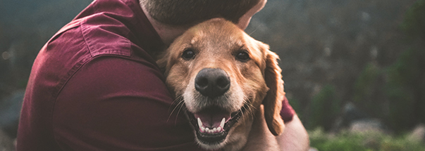 how to bond with your pet