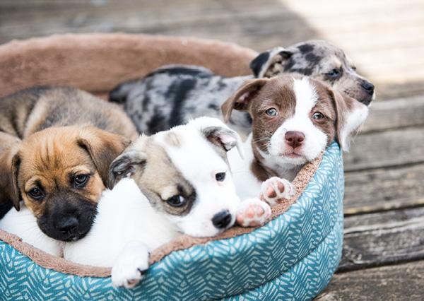 Adopting a Kitten or Puppy