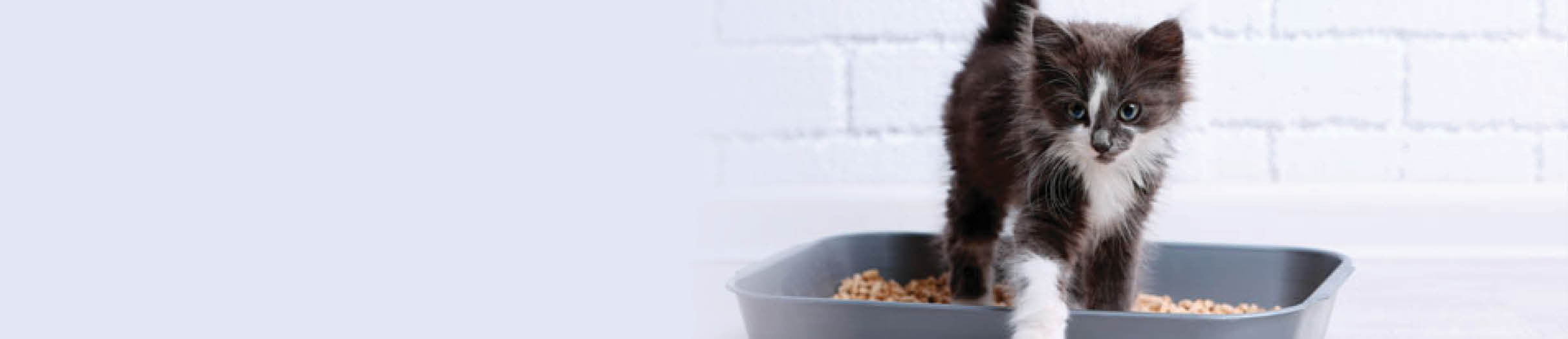 Cat Hygiene & Cleaning Absolute Pets