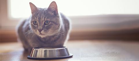 Cat nutrition