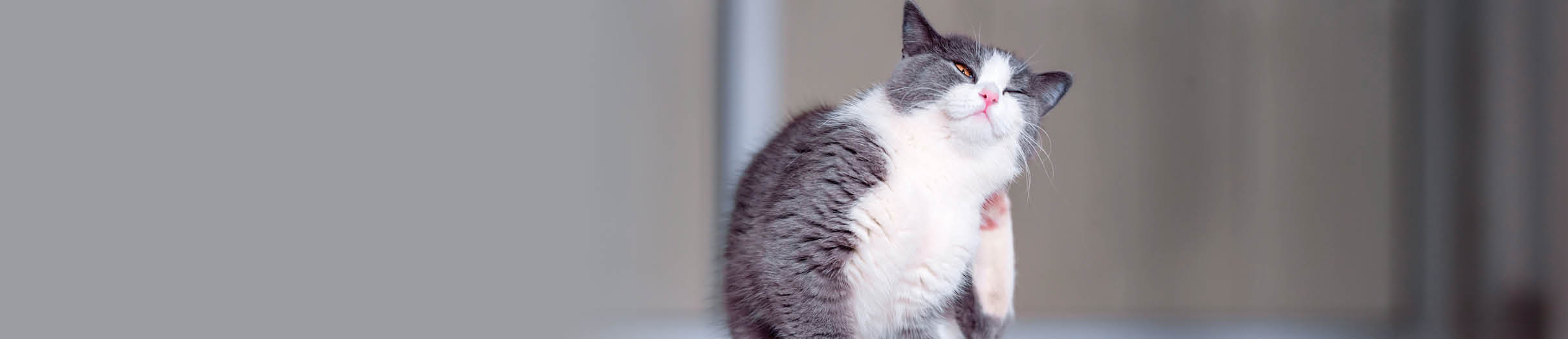Buy Cat Tick, Flea & Deworming Absolute Pets 