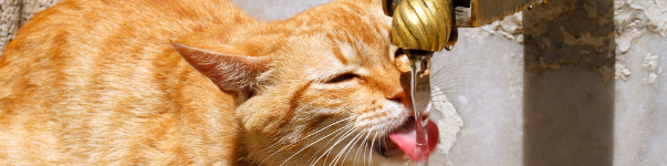cat drinking fountain