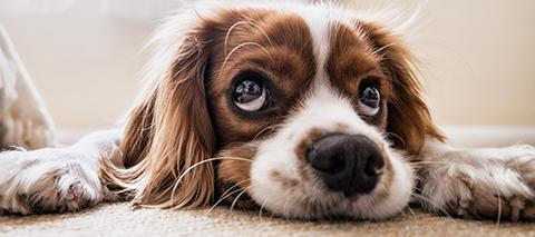 Pet health in lockdown