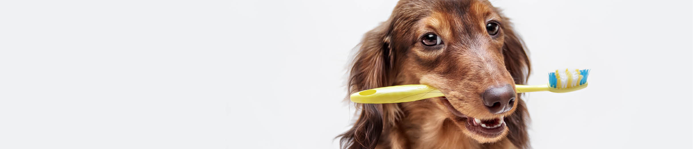 Buy dog oral care products online.