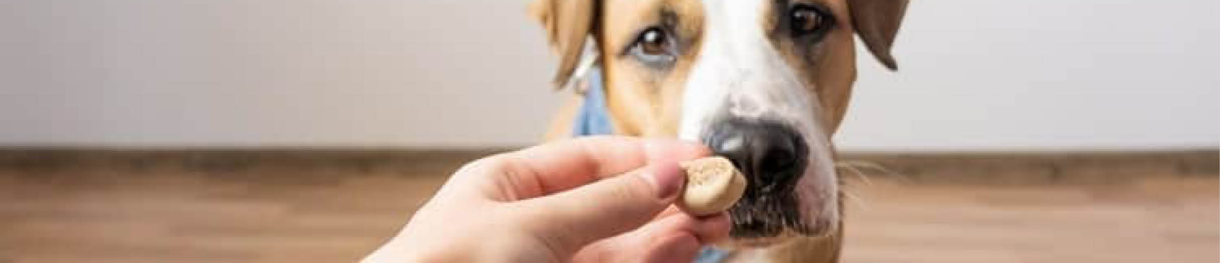 Buy Dog Treats & Chews at Absolute Pets 