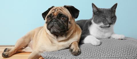 Dog and cat on pet bed