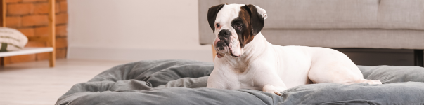 The ultimate dog bed selection guide
