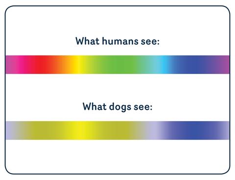 What colours dogs see