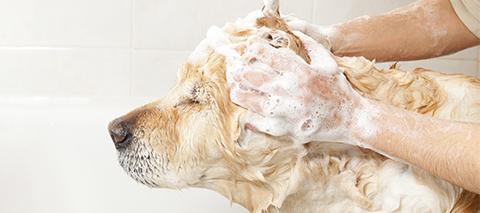 washing your dog