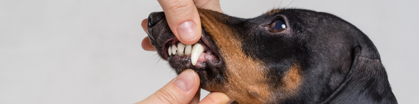 dog oral health