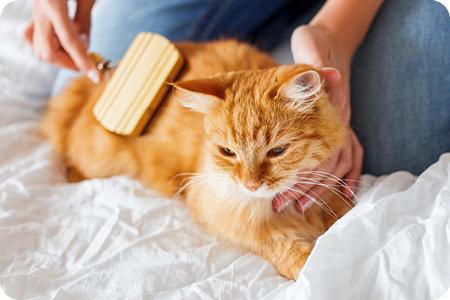 brushing cat