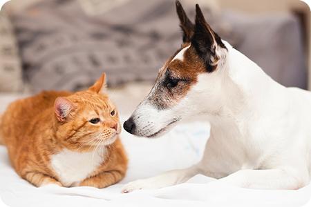 dog and cat