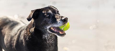 Dog with joint pain