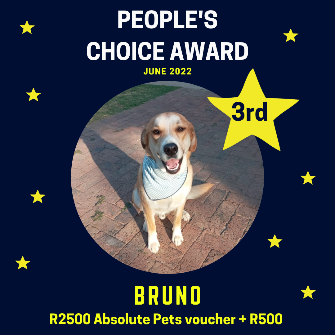 Starpet Bruno