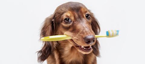 Pet dental care