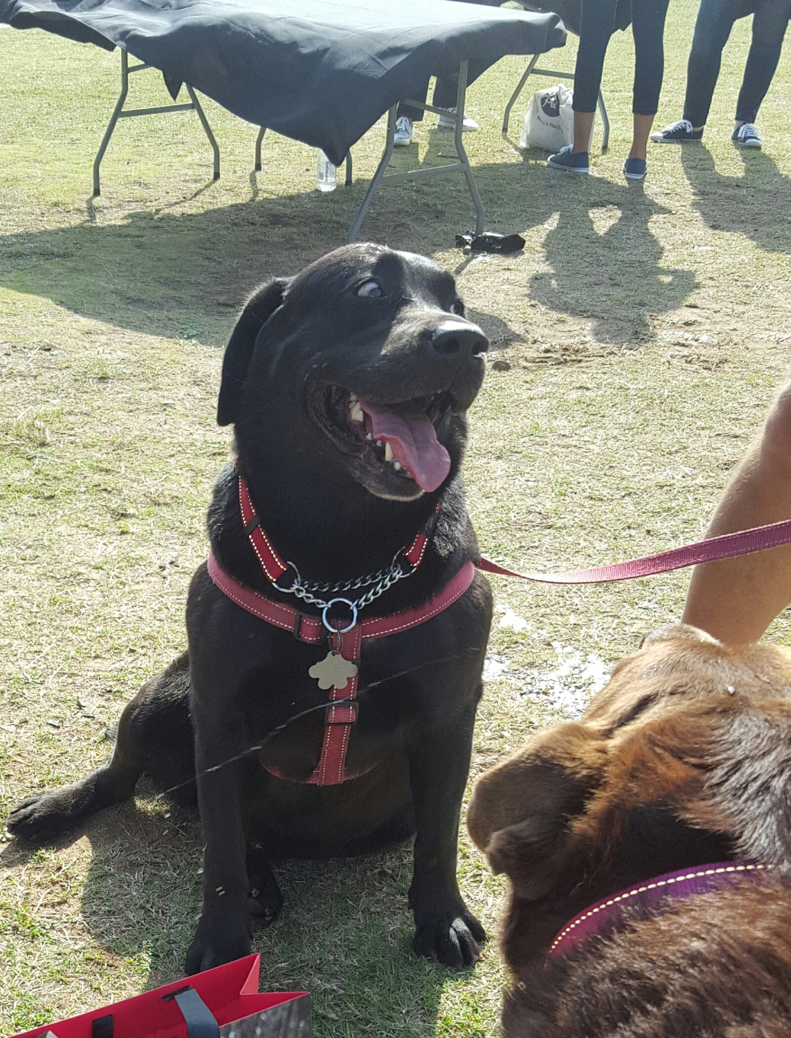 Happy dog with Absolute Pets