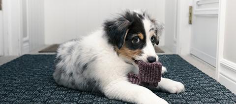 puppy chewing