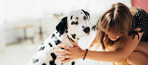 Dalmation and pet parent