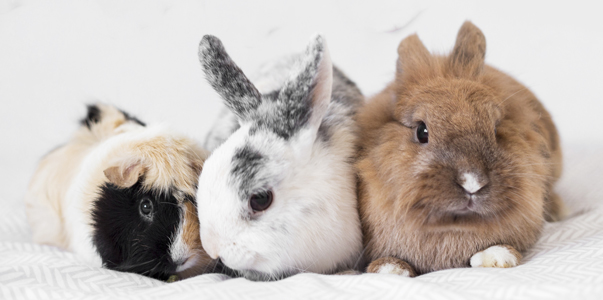 rabbits & guinea pigs