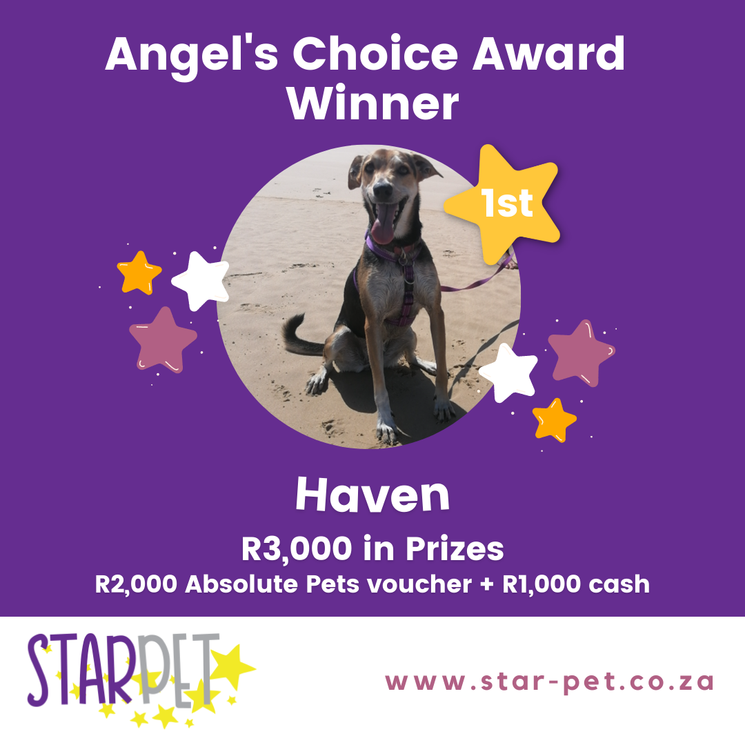 StarPet Angle's Winners 1