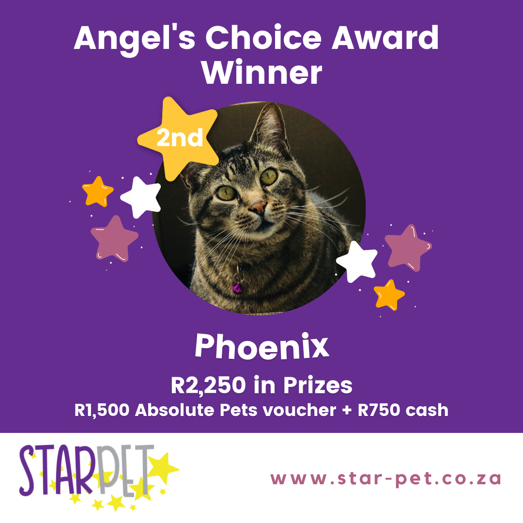 StarPet Angle's Winners 2