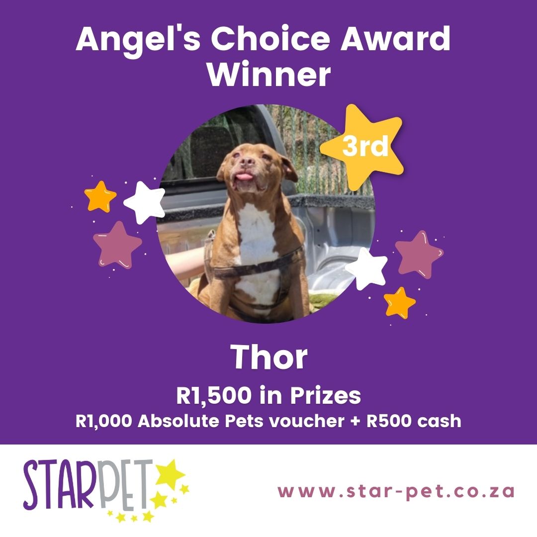 StarPet Angle's Winner 3