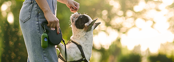 collars and leads