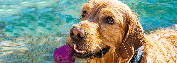 Dog playing in the pool