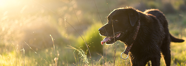 caring for pets in summer