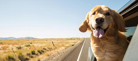 taking your pet on holiday