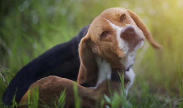 The dangers of ticks and fleas...