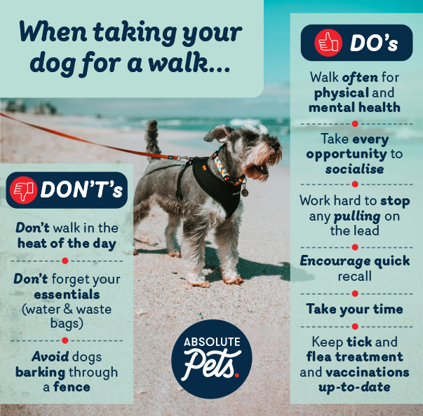 dog walking tips