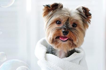 Drying your dog after a bath