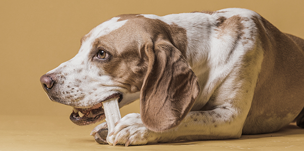 dog eating treat