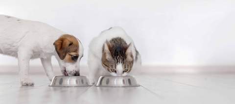 dog and cat eating their food