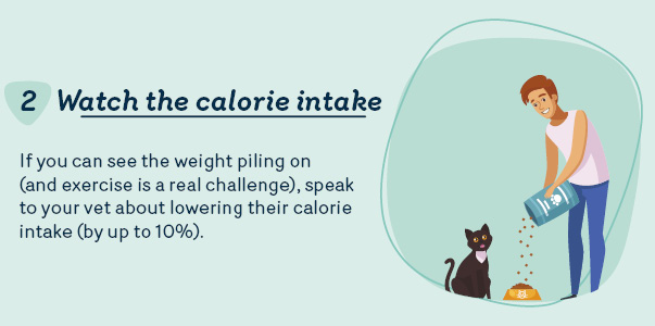 Watch your pet's calorie intake