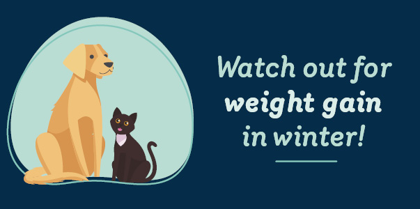 Watch out for winter weight gain in pets