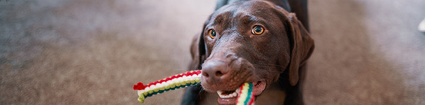 pet toys in winter